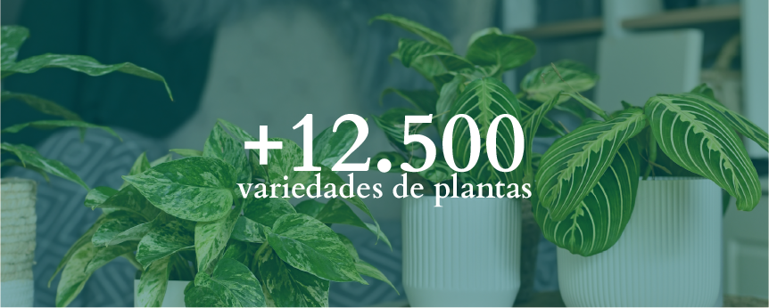 Futuro_Variedades