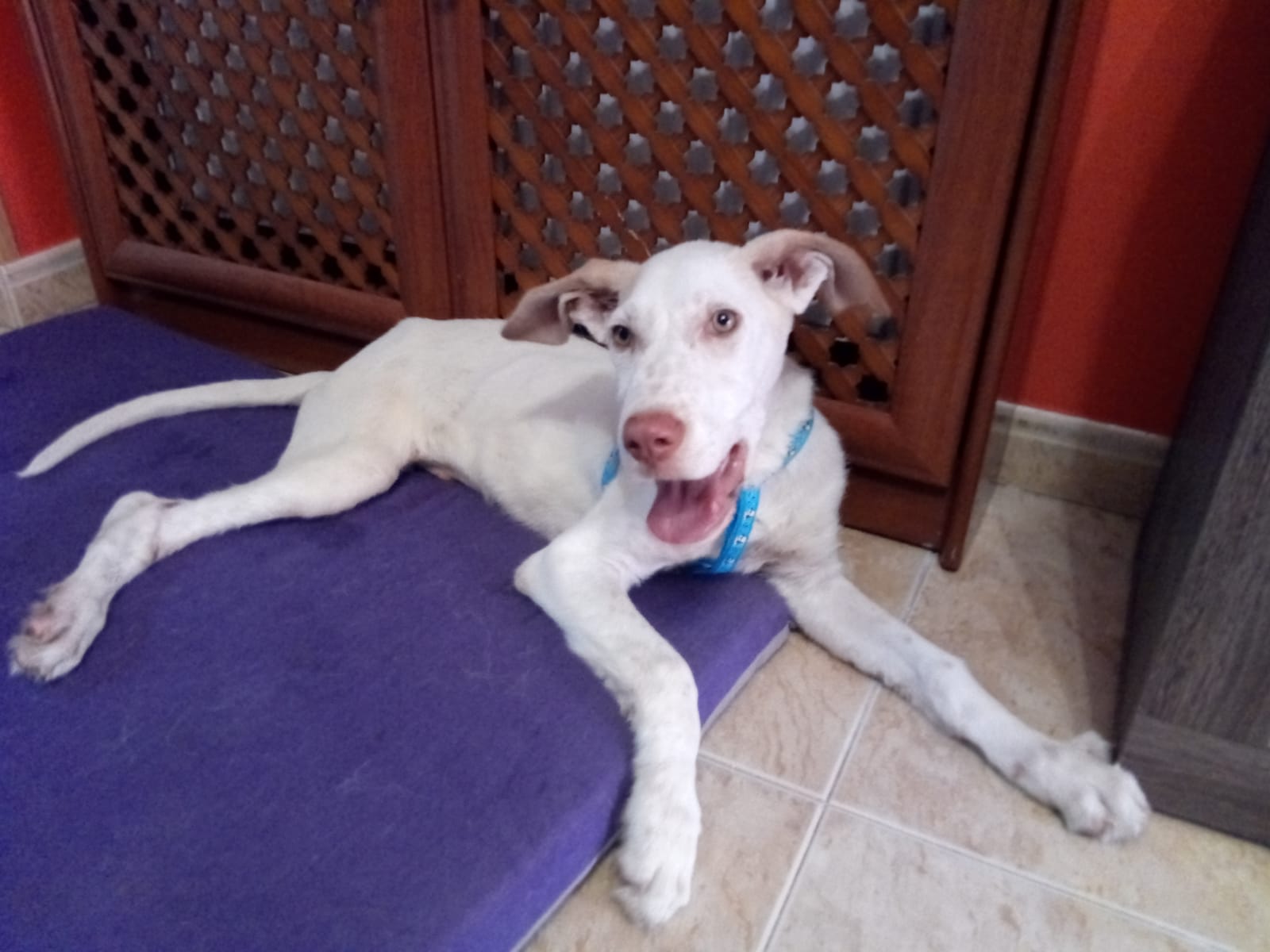 ¿Quieres echarles una pata?