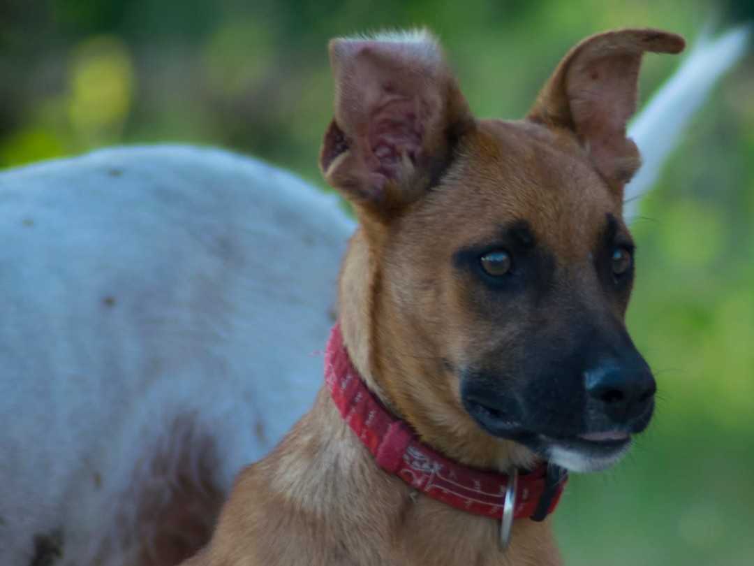 ¿Quieres echarles una pata?
