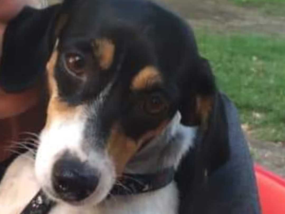 ¿Quieres echarles una pata?