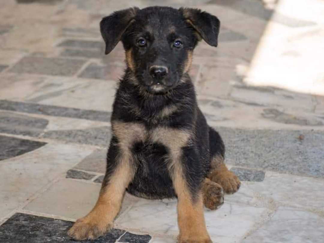 ¿Quieres echarles una pata?