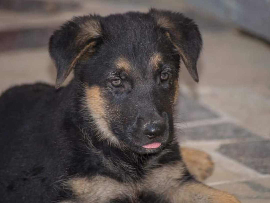 ¿Quieres echarles una pata?