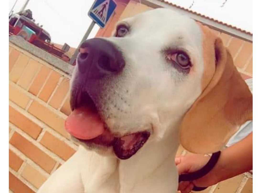 ¿Quieres echarles una pata?