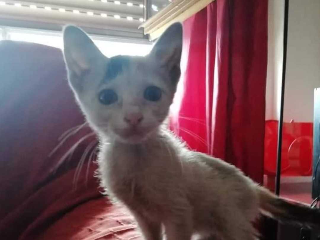 ¿Quieres echarles una pata?