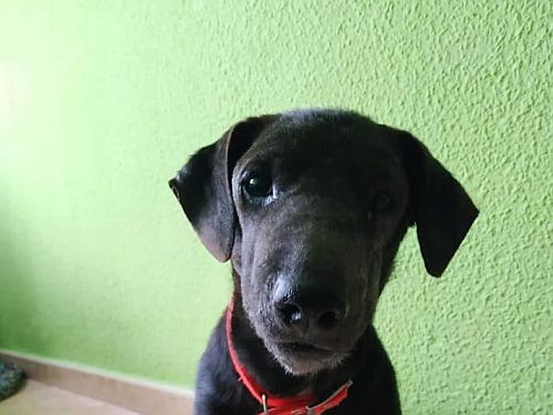 ¿Quieres echarles una pata?