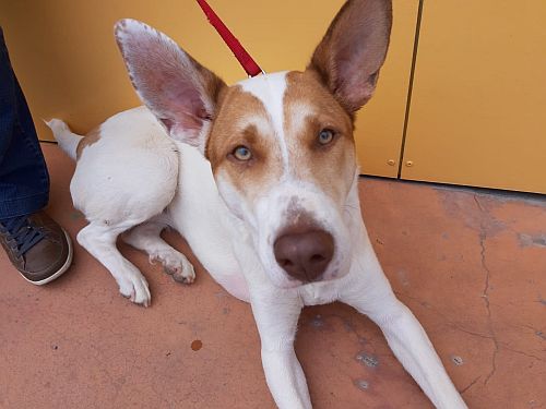 ¿Quieres echarles una pata?