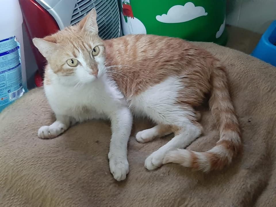 ¿Quieres echarles una pata?