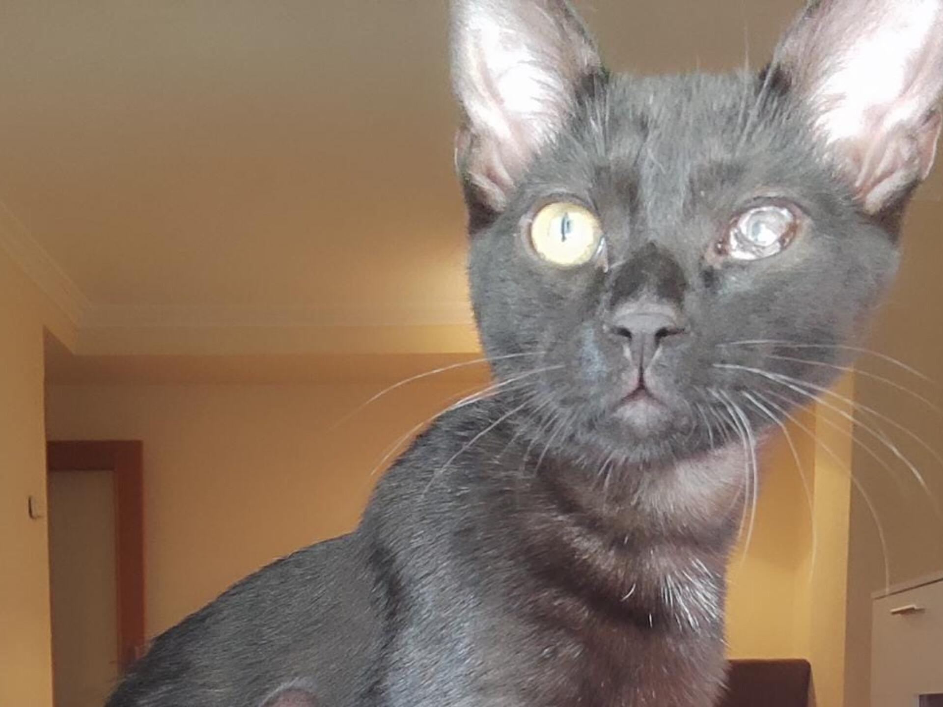 ¿Quieres echarles una pata?