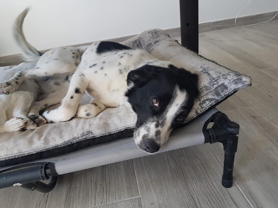 ¿Quieres echarles una pata?