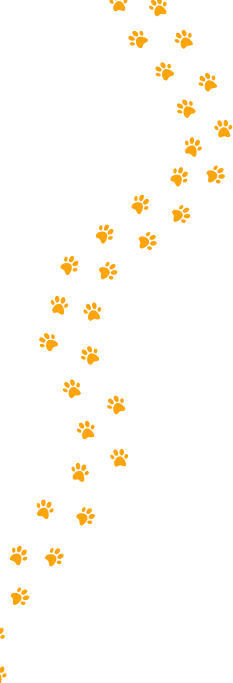 Icono pet