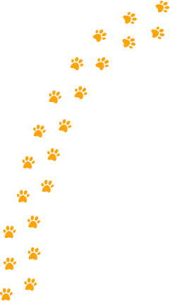Icono pet